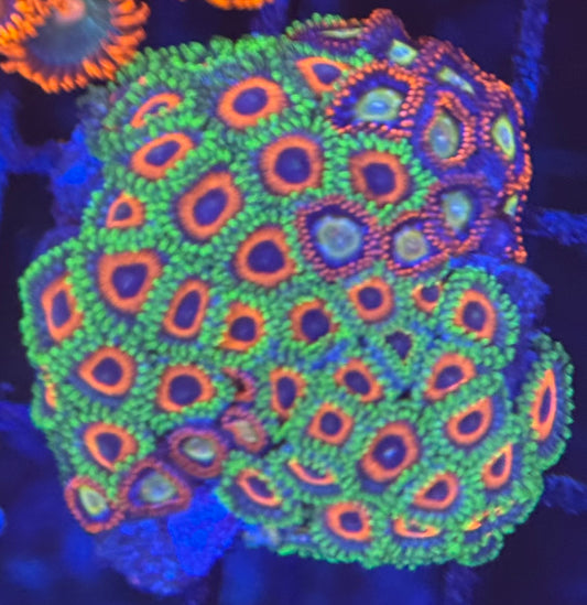 HD (ECC) Orange Sherberts + (TSA) Circus Freaks Zoa - 55+ Polyps