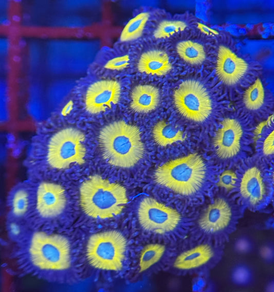 HD (ACI) Zombie Banana Zoas - 27+ Polyps! - WYSIWYG