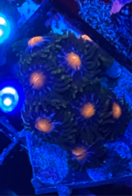 WYSIWYG - HD Jersey Blow Pops Zoas - 8+ Polyps