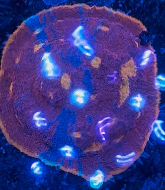 HD (TCK) Insane Rainbow Dynamite Chalice - Cut To Order Frags