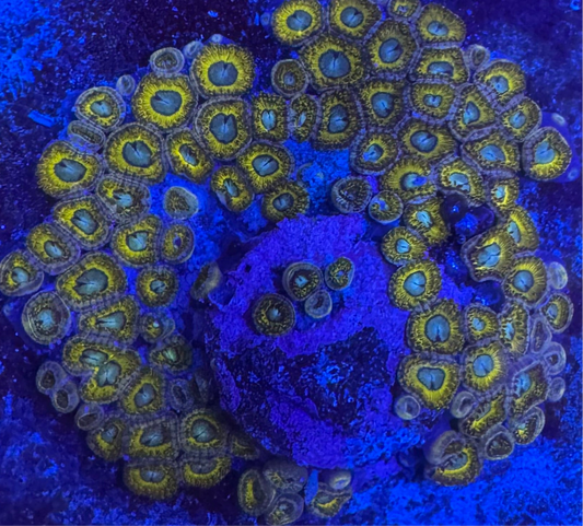 HD (ECC) Pikachu Zoas - Cut To Order Frags