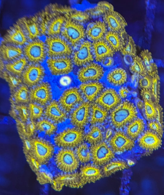 HD (ECC) Pikachus Zoas - 65+ Polyps