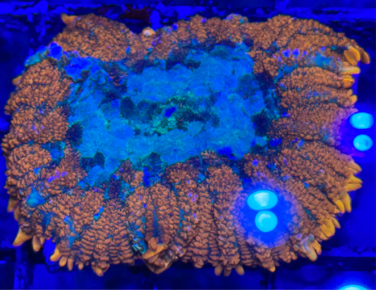 WYSIWYG - HD Blue Balls Bounce Mushroom