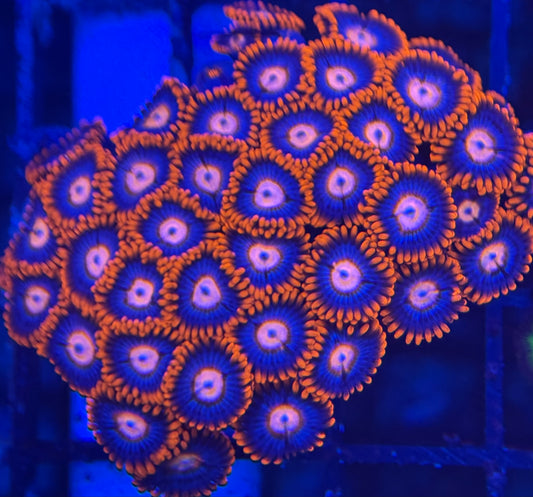 HD (ECC) Fire and Ice Zoas - 40+ Polyps