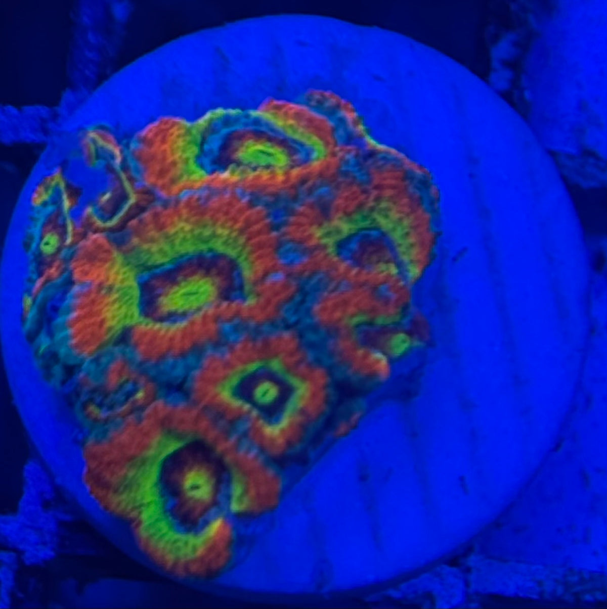 HD (CK) Holy Grail Micromussa