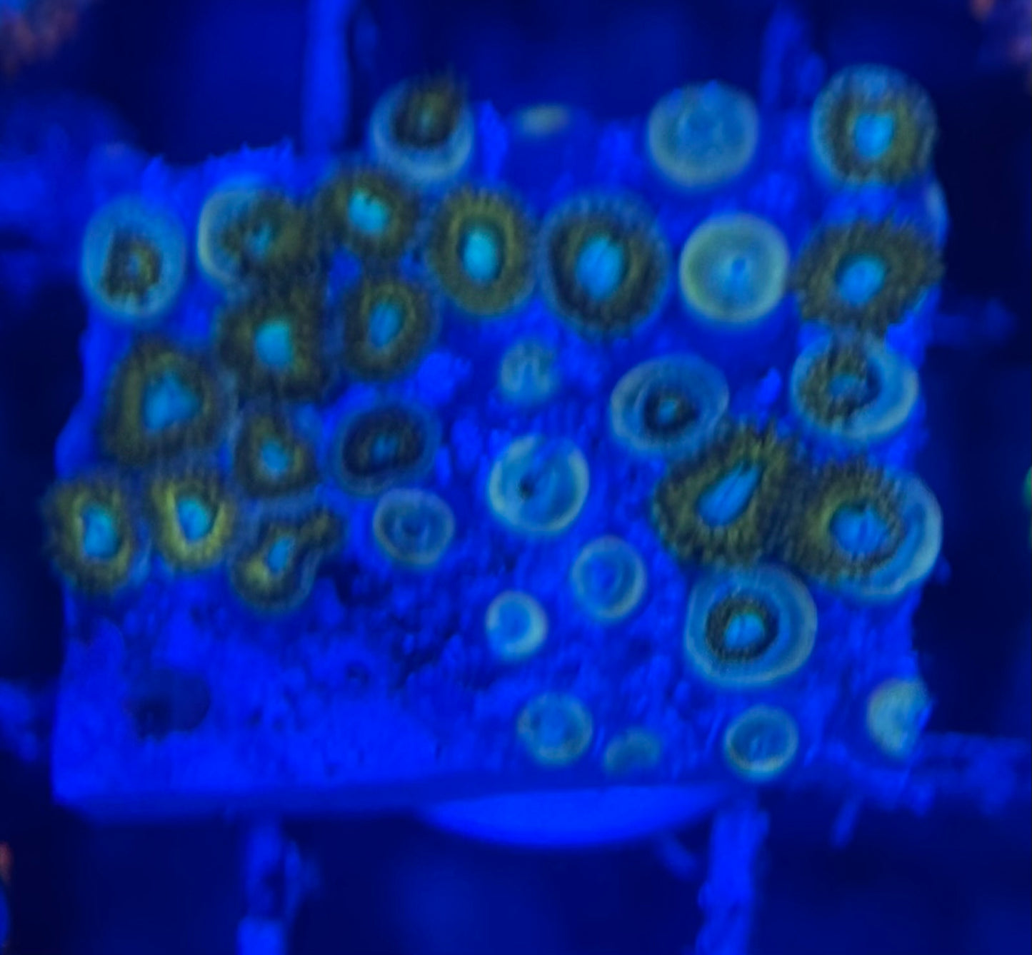 HD (ECC) Pikachu Zoas - 30+ Polyps! - WYSIWYG