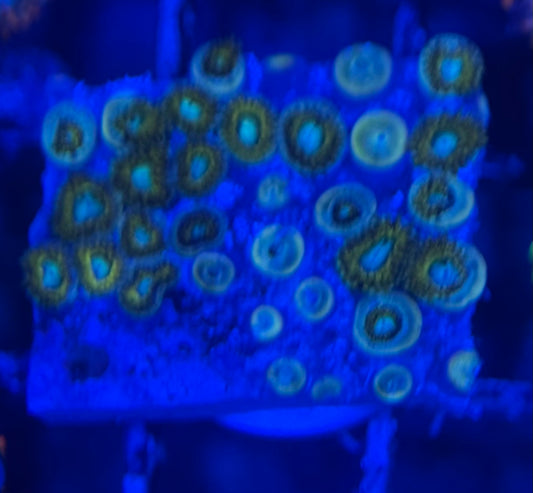 HD (ECC) Pikachu Zoas - 30+ Polyps! - WYSIWYG