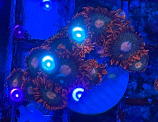 WYSIWYG - HD Gatorade Zoas - 11+ Polyps