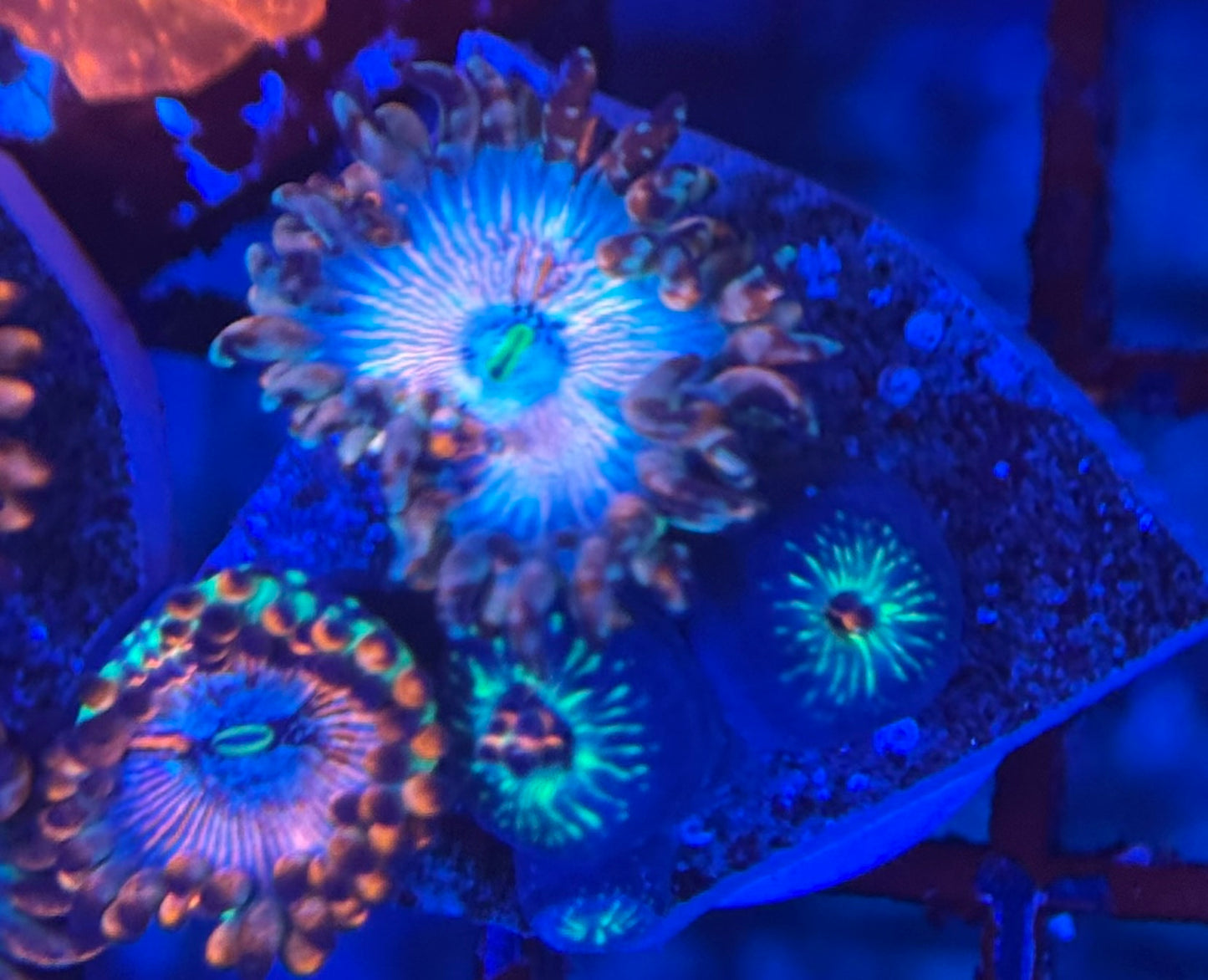 HD (ECC) OG White Zombie Zoas - 5+ Polyps! - WYSIWYG