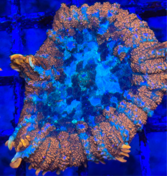 WYSIWYG - HD Blue Balls Bounce Mushroom