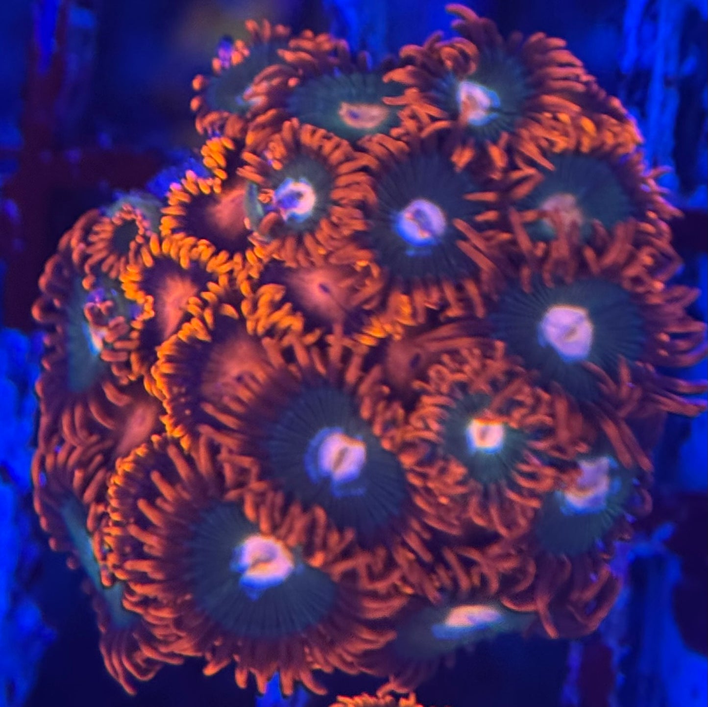 HD Gatorades + Bam Bams Zoas - 21+ Polyps! - WYSIWYG