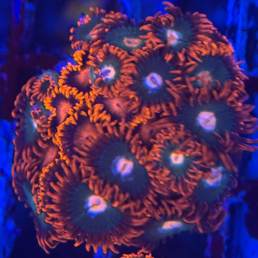 HD Gatorades + Bam Bams Zoas - 21+ Polyps! - WYSIWYG