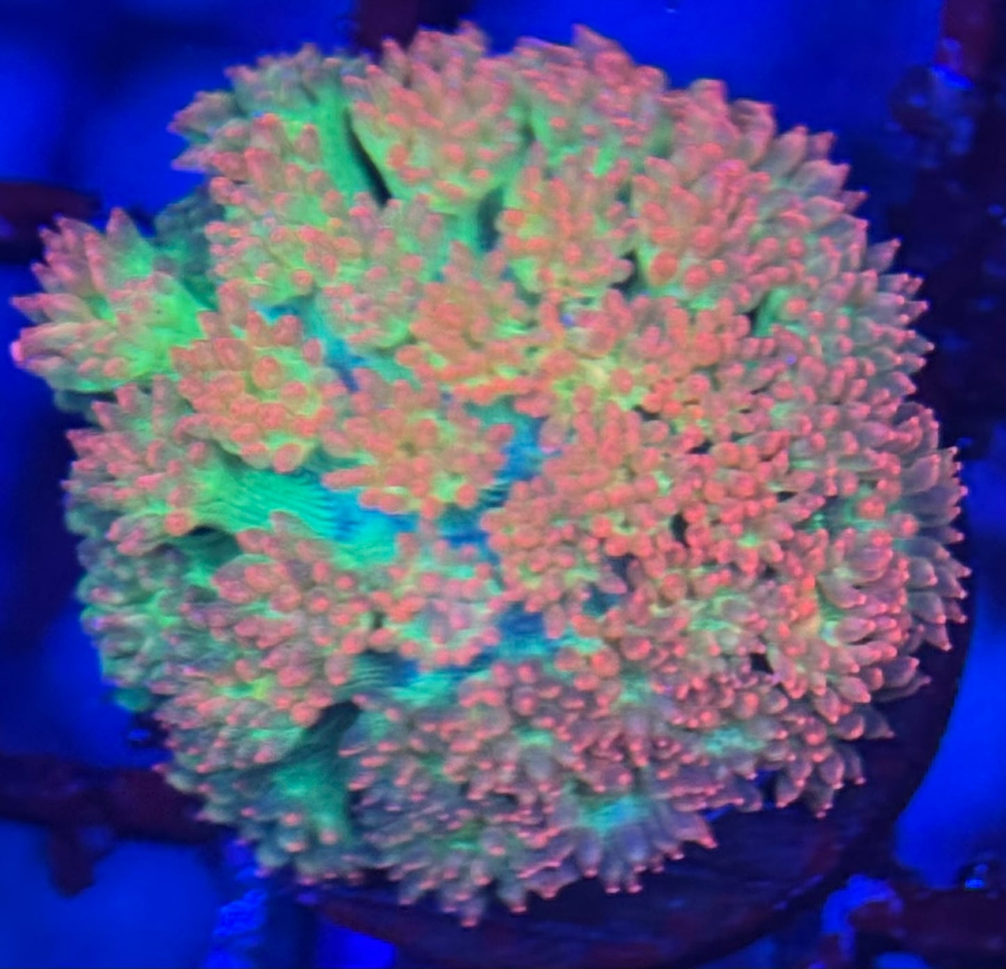 HD Mint Berry Crunch Bernardpora Goni - Frag - WYSIWYG