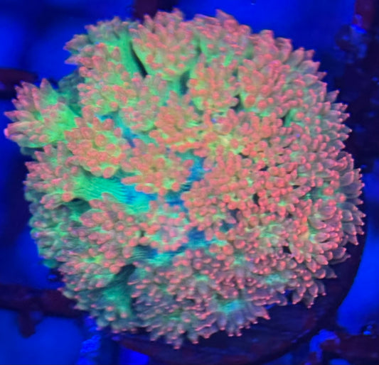 HD Mint Berry Crunch Bernardpora Goni - Frag - WYSIWYG