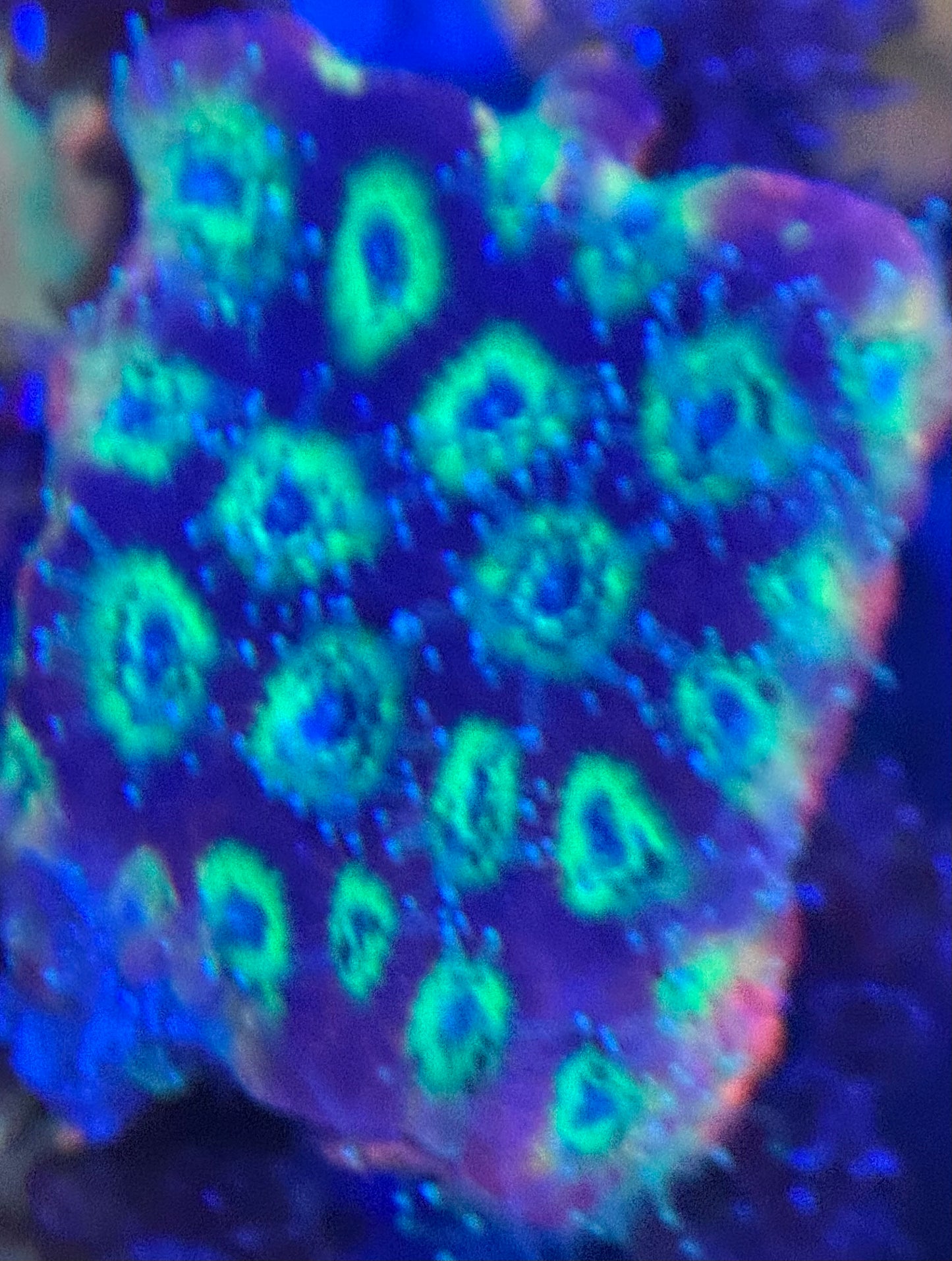 HD (ACI) Gummy Bears Favites - Xl Frag - WYSIWYG