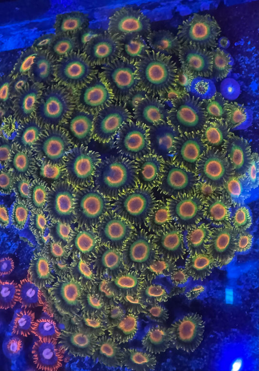 HD (ECC) Rasta Zoas - Cut To Order Frag