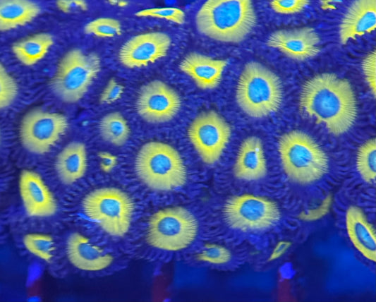 HD (ACI) Zombie Banana Zoas - 30+ Polyps! - WYSIWYG