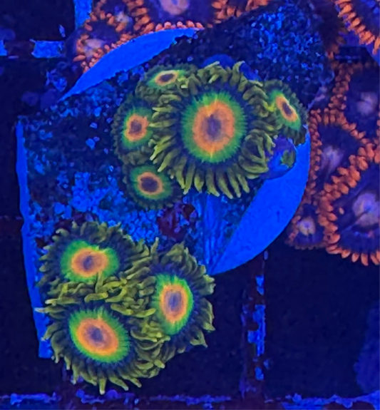 WYSIWYG - HD Rasta Zoas - 9+ Polyps
