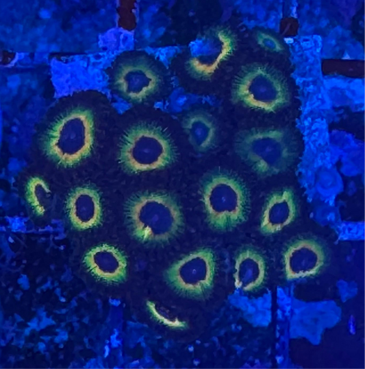 WYSIWYG - HD Bob Marley Zoas - 18+ Polyps