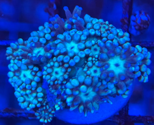 HD (TCK) Teal Goni