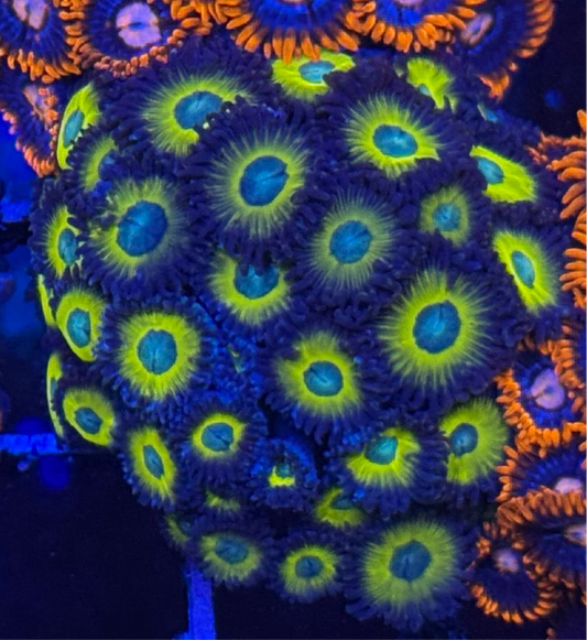 WYSIWYG - HD (ACI) Zombie Banana Zoas - 30 + Polyps