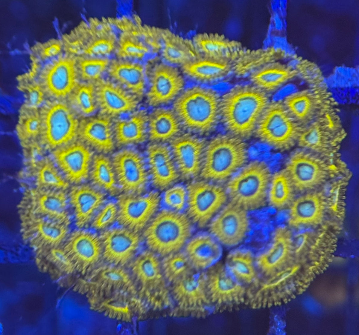 HD (ECC) Pikachus Zoas - 80+ Polyps