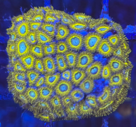 HD (ECC) Pikachus Zoas - 80+ Polyps