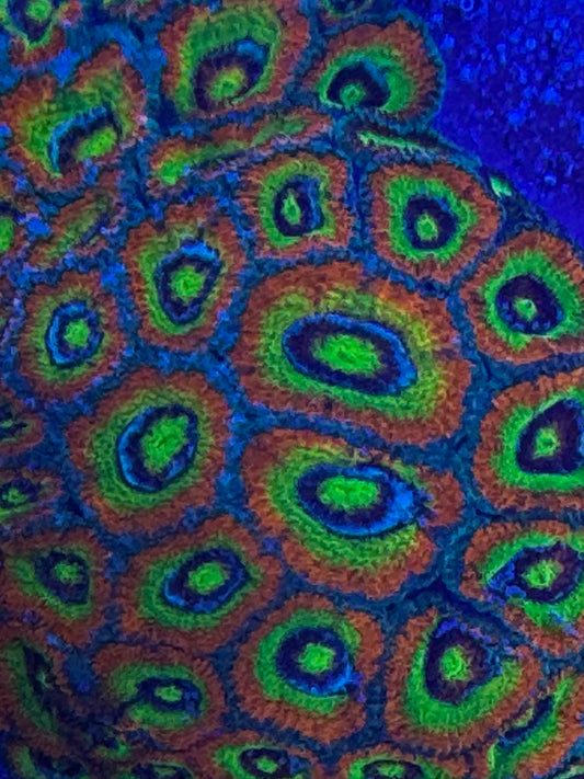 HD (ECC) Holy Grail Micromussa - Cut To Order Frags