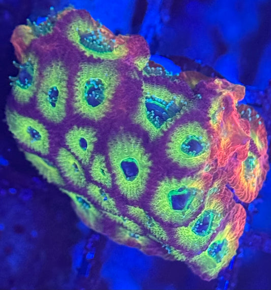 HD (ACI) Fireworks Favites - Xl Frag - WYSIWYG