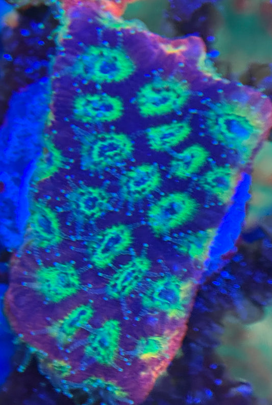 HD (ACI) Gummy Bears Favites - Xl Frag - WYSIWYG