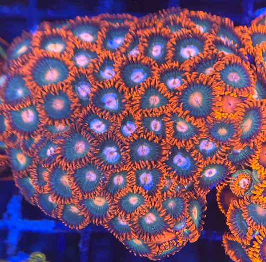 HD Gatorades + Bam Bam Friends Zoas - 65+ Polyps