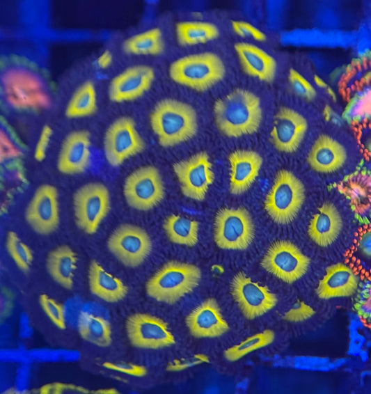 HD (ACI) Zombie Banana Zoas - 43+ Polyps