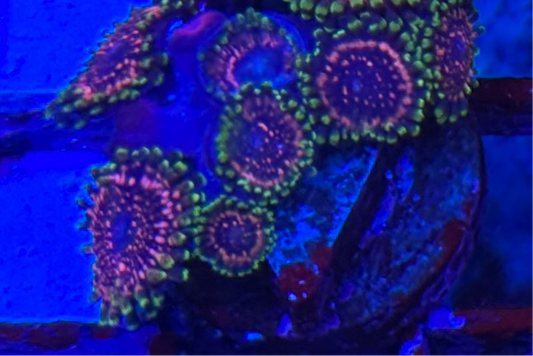 WYSIWYG - HD (WWC) Tasers Zoas - 8+ Polyps
