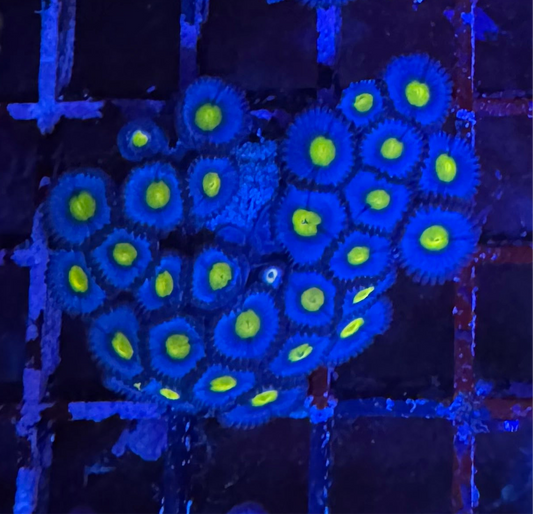 WYSIWYG - HD (WWC) AOI Zoas - 30+ Polyps