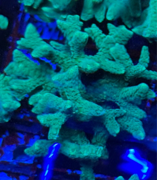 WYSIWYG - HD (ACI) Neon Green Birdsnest Chunk